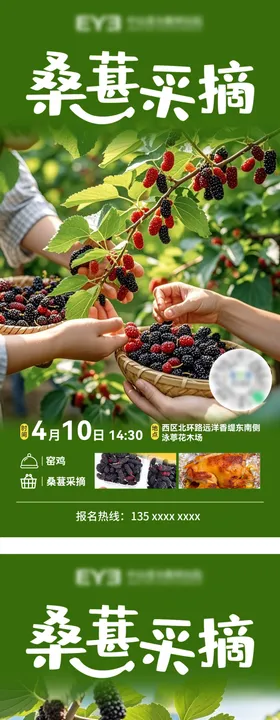 桑葚采摘