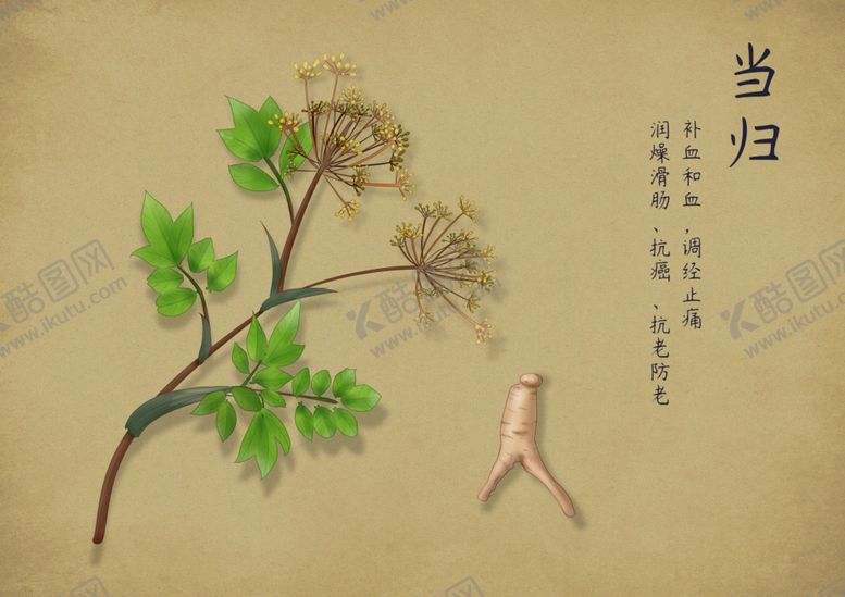 编号：70071102260321584697【酷图网】源文件下载-药材图谱