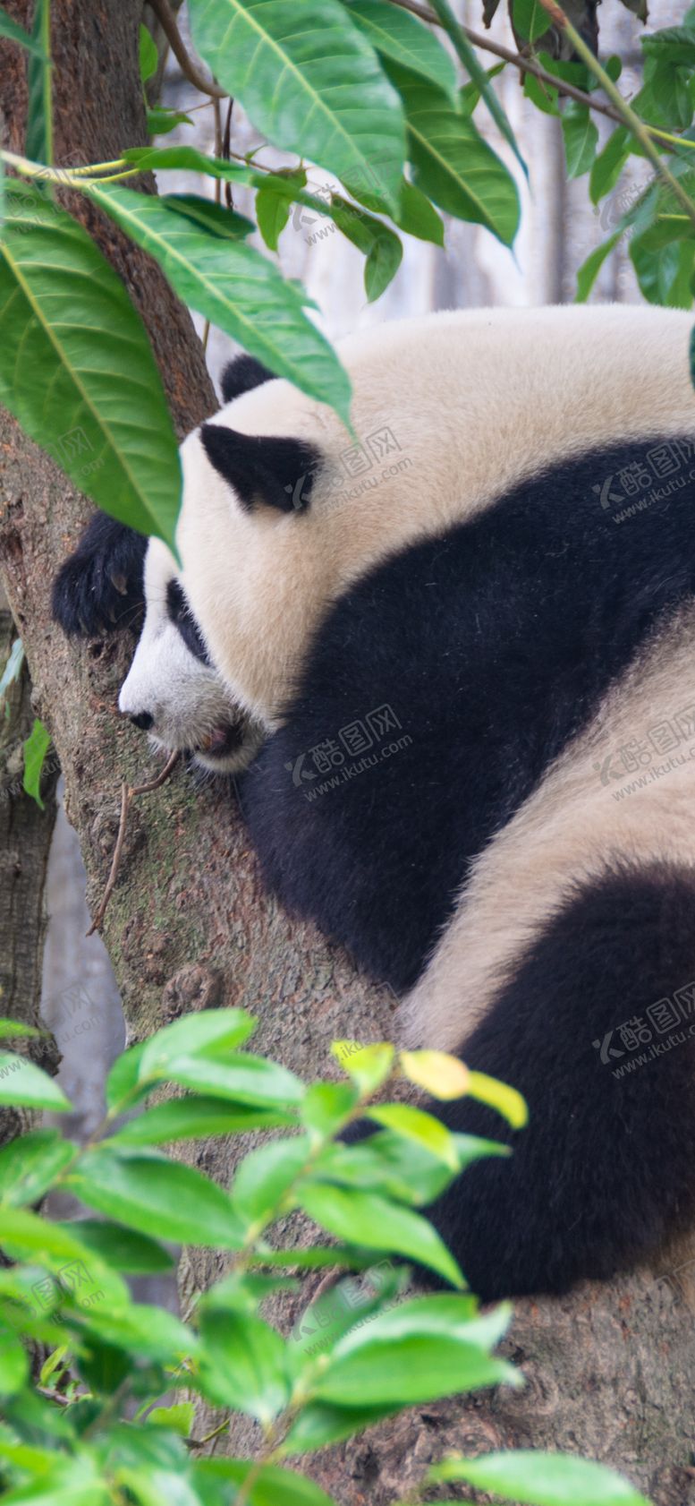 编号：65743710070804137743【酷图网】源文件下载-手机壁纸