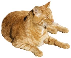 猫宠物猫宠物小猫猫咪
