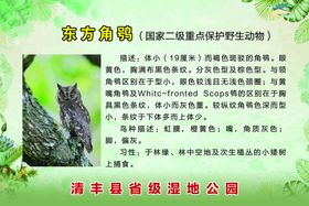 猫头鹰 png 生物世界 鸮 