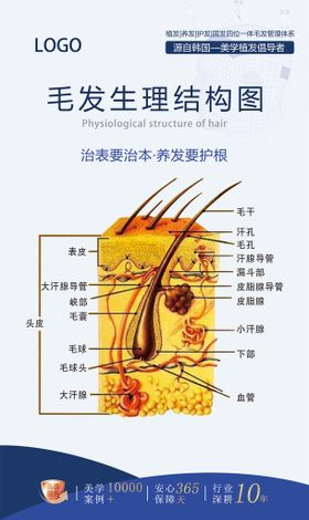 编号：40372609250740596241【酷图网】源文件下载-皮肤毛囊结构图