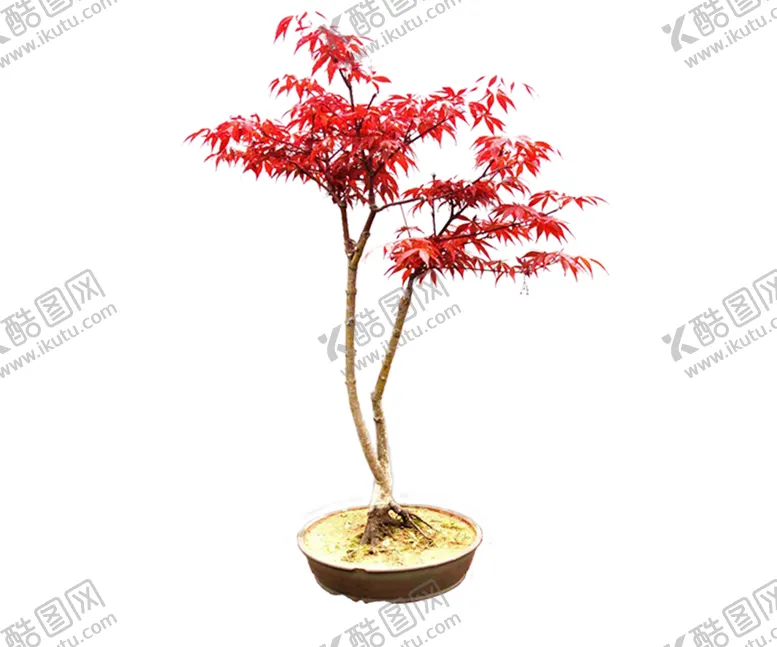编号：54862706302052387032【酷图网】源文件下载-绿色植物