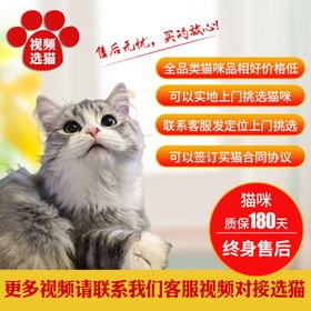 宠物猫淘宝主图