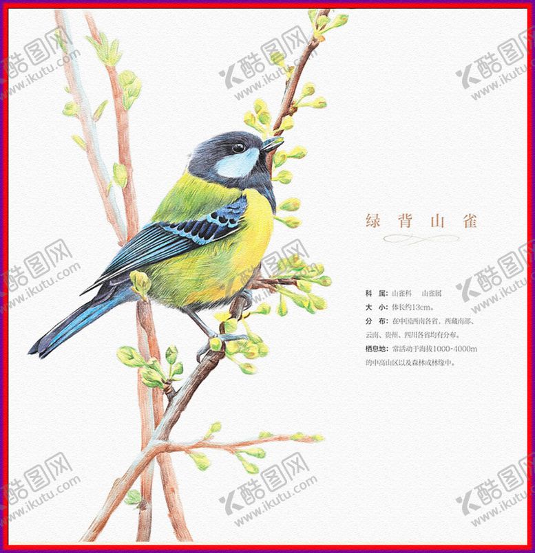 编号：22222805120949543255【酷图网】源文件下载-绿背山雀