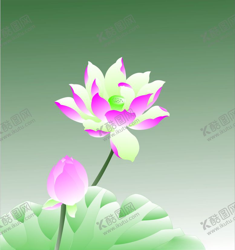 编号：87002410021622493263【酷图网】源文件下载-绘制荷花