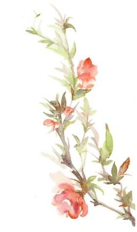 花枝