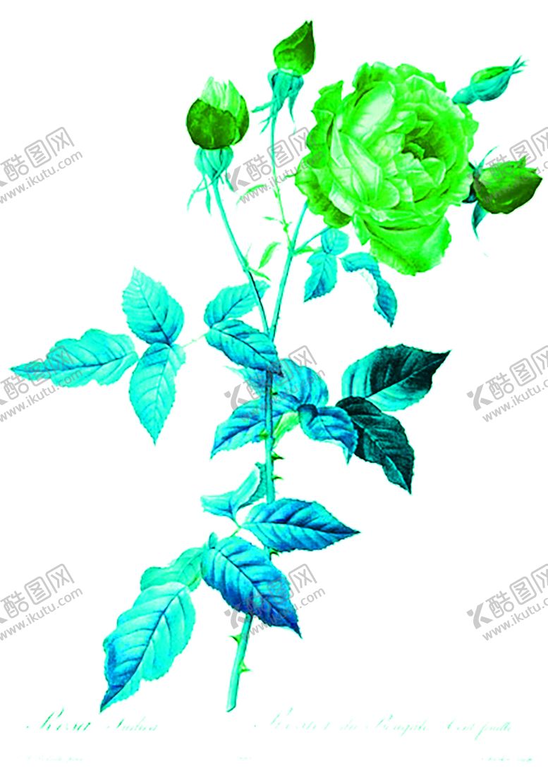 编号：68323506231559409680【酷图网】源文件下载-花素材