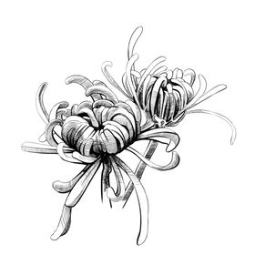 菊花