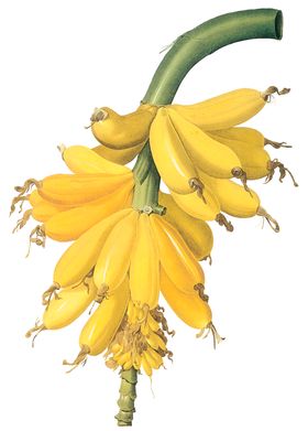 植物花卉油画装饰画