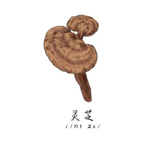 草本植物药材田七插画PNG元素素