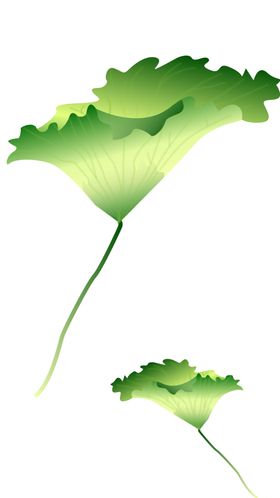 荷叶