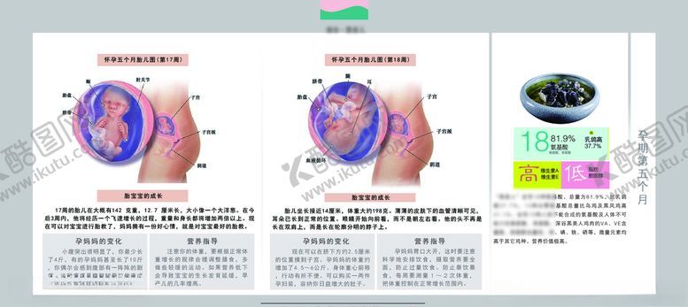 编号：38172309260334361052【酷图网】源文件下载-孕妈妈及胎宝宝变化第四个月