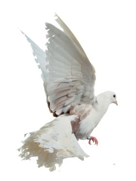 野生动物枝头小鸟