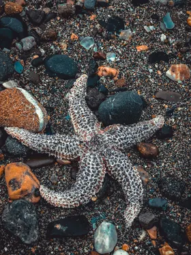 海星生物世界洋生物摄影