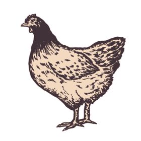 家养动物主题插画