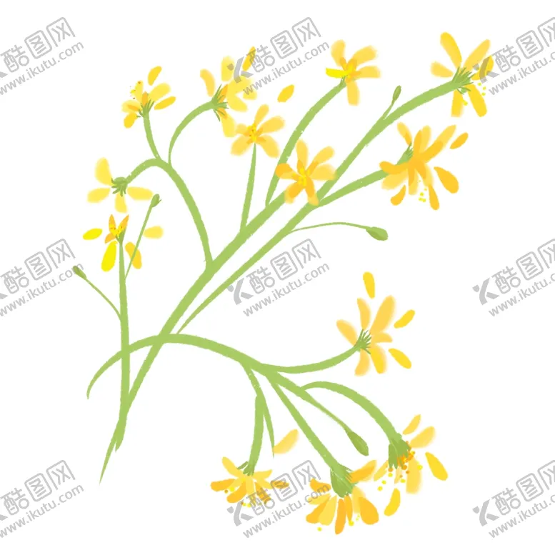 编号：30304603130900485861【酷图网】源文件下载-油菜花素材