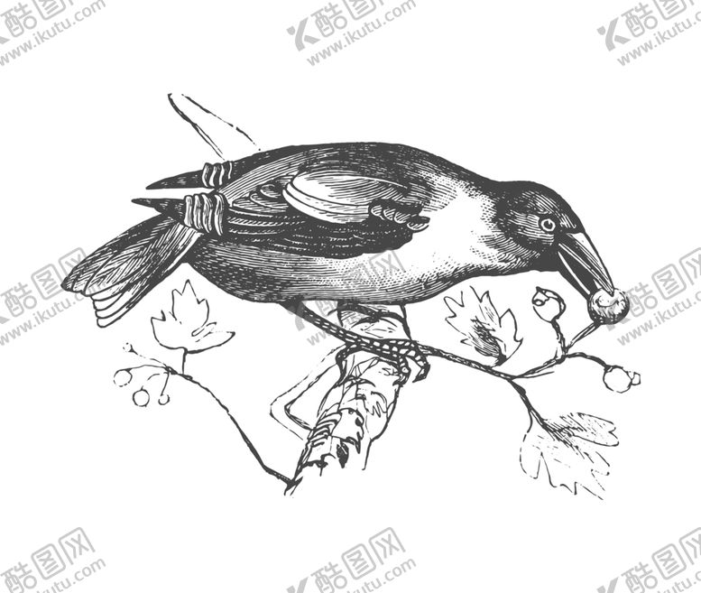编号：73306710100113143427【酷图网】源文件下载-鸟类鸭子素材绘画