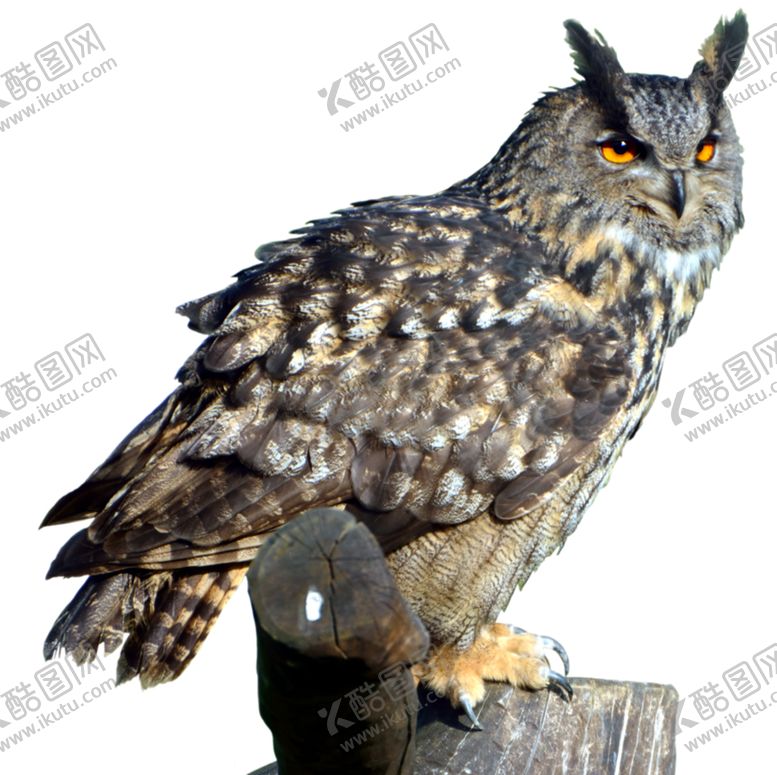 编号：57393305090847246977【酷图网】源文件下载-猫头鹰