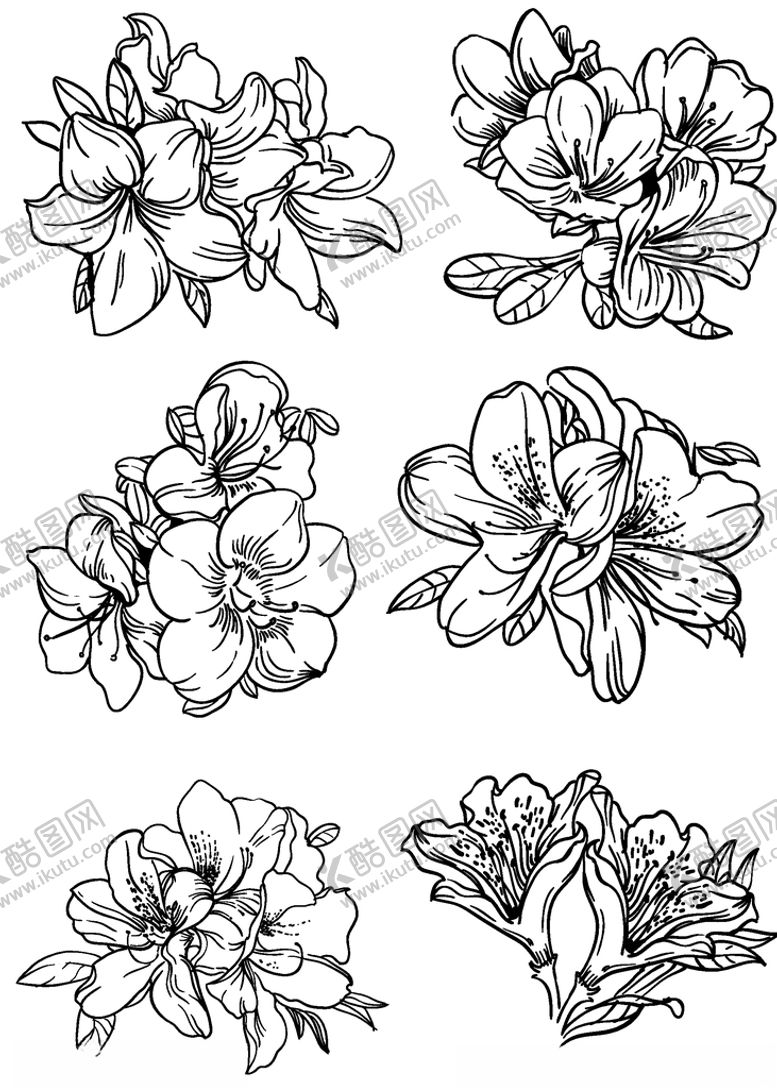 编号：18620609280637565707【酷图网】源文件下载-花卉杜鹃花复古手绘黑白线描