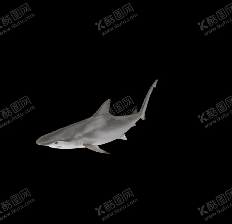 编号：35469506241719013836【酷图网】源文件下载-海洋生物