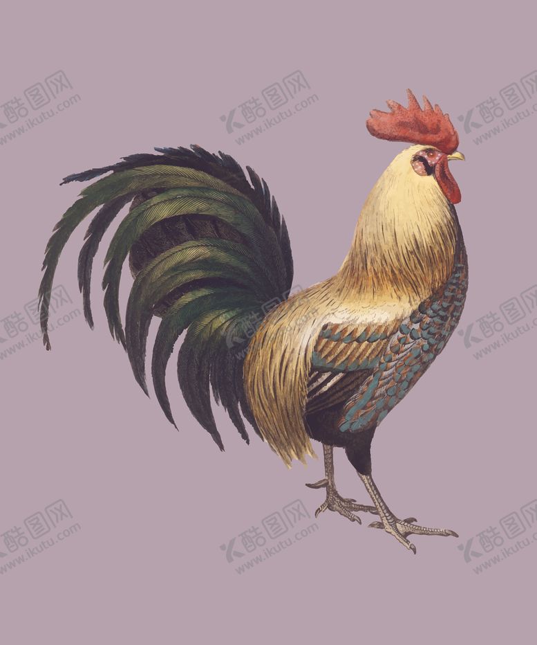 编号：18257307081452451001【酷图网】源文件下载-公鸡