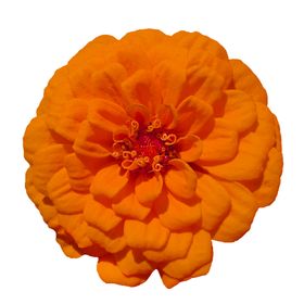 花素材边纹装饰粉玫瑰