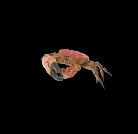 海洋生物