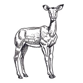 野生动物绘画