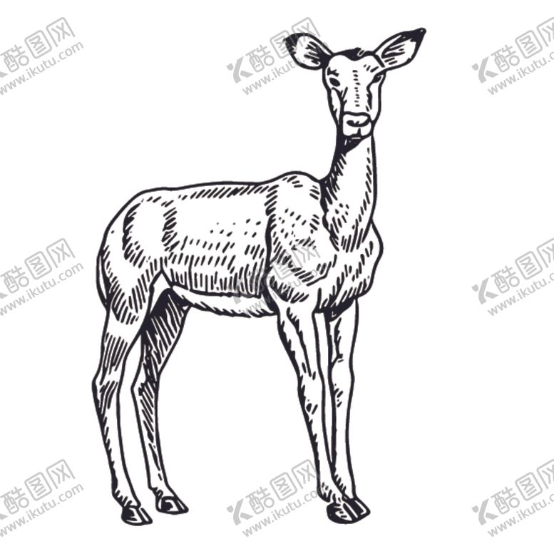 编号：31713507091944043787【酷图网】源文件下载-野生动物绘画