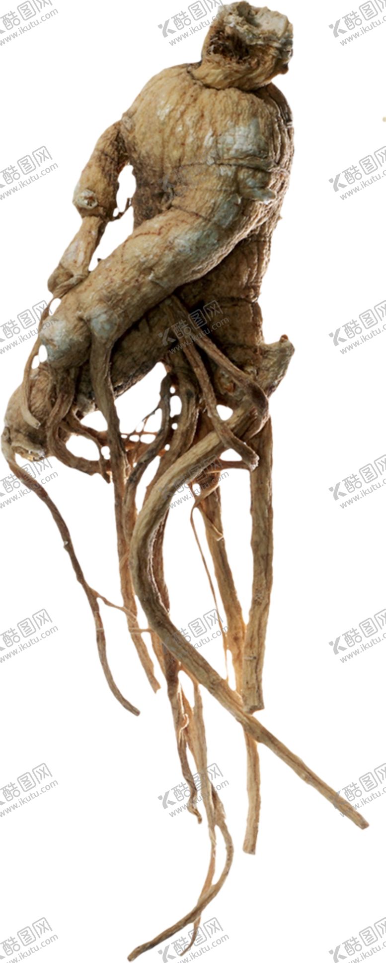 编号：60341309171132401467【酷图网】源文件下载-人参图案