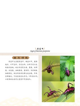 编号：53142009261822436537【酷图网】源文件下载-昆虫纲 紫茎甲