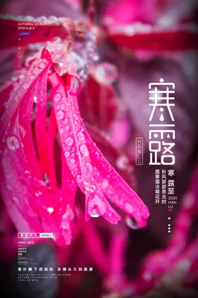 寒露海报