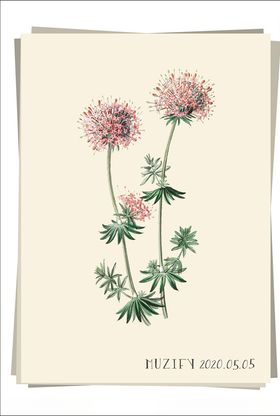 葱花植物图鉴