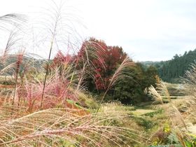 秋天炫彩海报