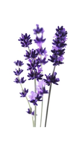 薰衣草
