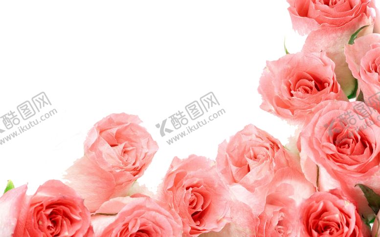 编号：71255310130013102259【酷图网】源文件下载-玫瑰花装饰素材