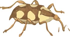 昆虫插画