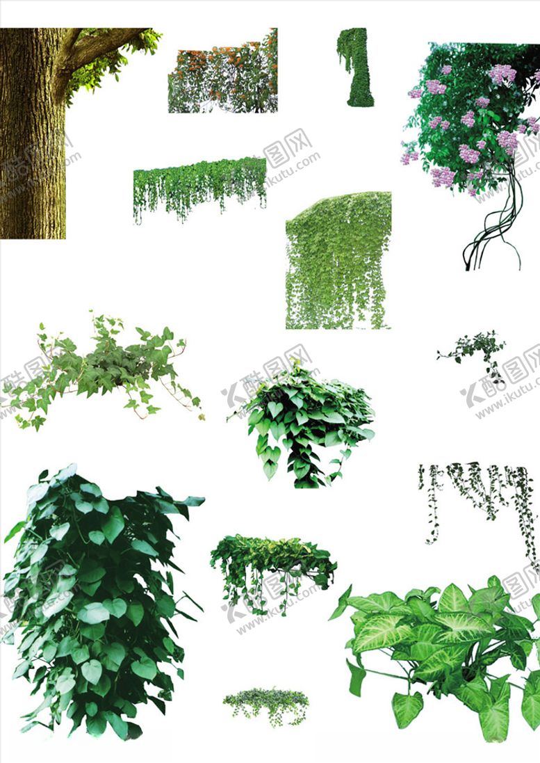 编号：19842710150817452266【酷图网】源文件下载-树叶枝条藤蔓