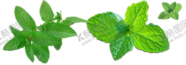 编号：88015204201230551268【酷图网】源文件下载-薄荷png免扣高清素材