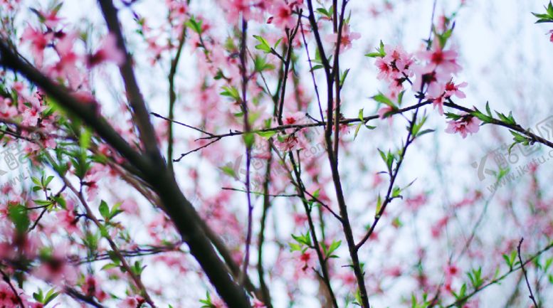 编号：47077701261847555869【酷图网】源文件下载-桃花花朵花卉