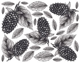 线描植物矢量花卉条手绘插画叶子