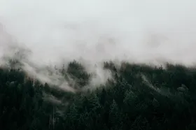山林光芒森自然景观树枝