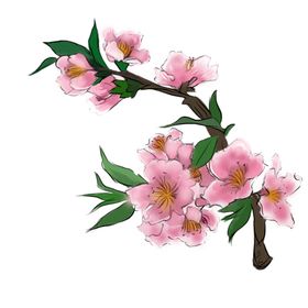 手绘粉色桃花免扣素材图片一束卡通水彩朵瓣