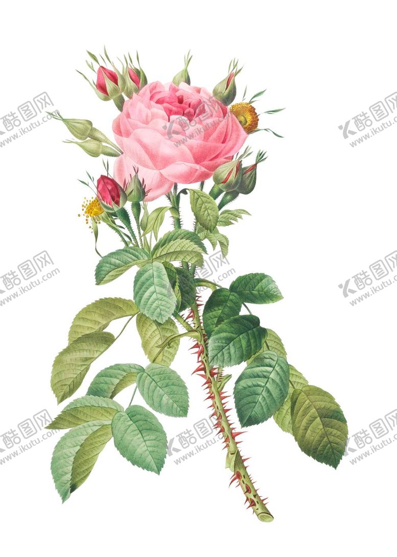 编号：65682411270617149645【酷图网】源文件下载-野生玫瑰花 