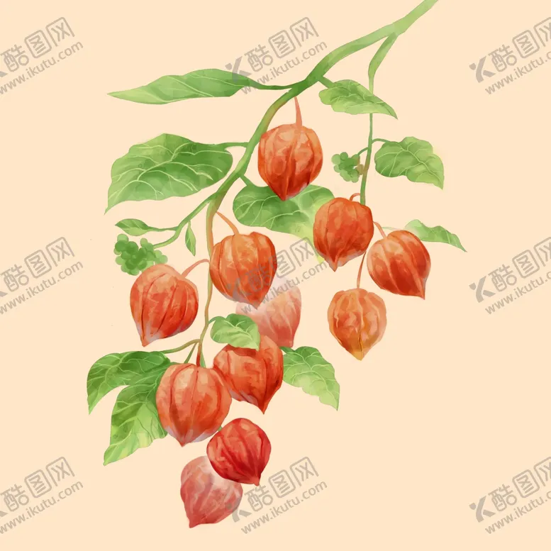 编号：68640706290123011998【酷图网】源文件下载-水彩画中的红姑娘果