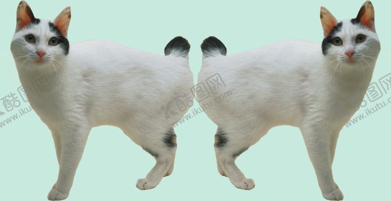 编号：97423511301840341565【酷图网】源文件下载-猫咪