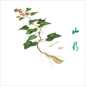 草本植物药材