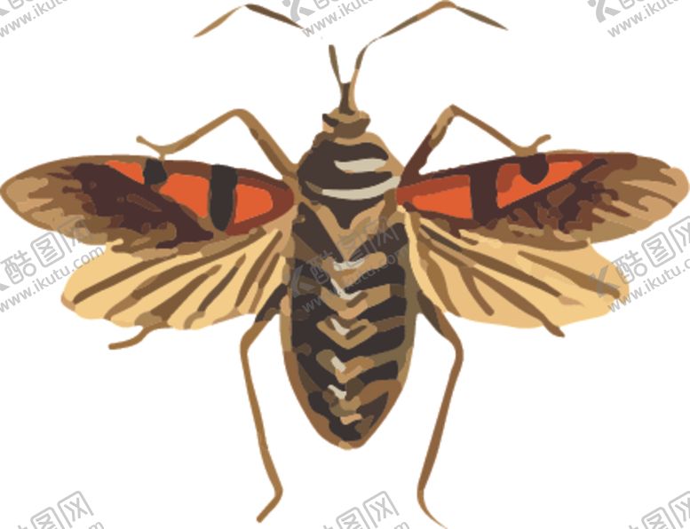 编号：62941310260815117087【酷图网】源文件下载-自然昆虫标本插画