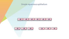 细胞生物学和组织学